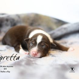 RTF - Red tri female Miniature Australian Shepherd puppy in Nacogdoches, Texas from TK Standard, Mini, & Toy Aussies