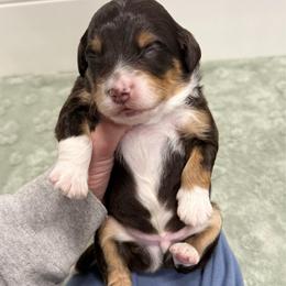 Nashville - Red tri-color male Aussiedoodle puppy in Heber City, Utah from Junipersdoodles