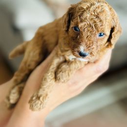 Light Pink Girl 1 - Red  Poodle puppy in Greensoboro, North Carolina from Jeter's Pick of the Litter