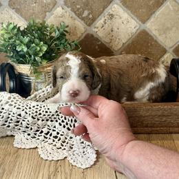 Charlotte - Merle female Bernedoodle puppy in Bells, North Carolina from Neighborhood Poodles & Doodles
