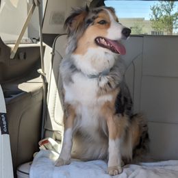 Willow - Australian Shepherd