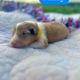 Sunny - Sable merle male Collie puppy in Waterville, Iowa from Lisa’s Lassies