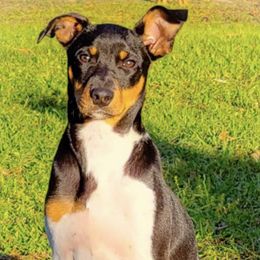 Rat Terriers from Red Apple Terriers