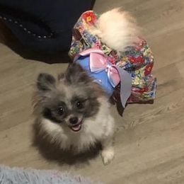 Mayzi - Pomeranian
