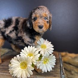 Bernedoodle Puppies from Bernedoodles of Florida
