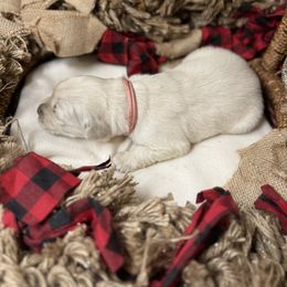 Pink Collar - Light golden female Golden Retriever puppy in Stedman, North Carolina from Wise-Taylor Goldens