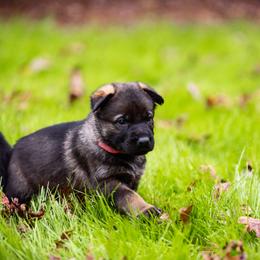 "Pink" German Shepherd Puppies from MCX K9