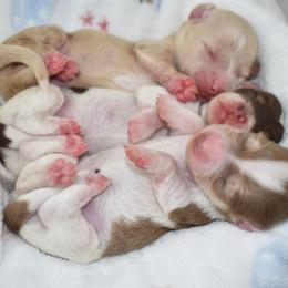 Choc and cream dapple pie - Dapple female Dachshund puppy in Seminary, Mississippi from Down South Mavericks Dachshunds