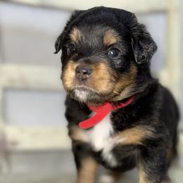 Clove BTF - Black tri female Miniature Australian Shepherd puppy in Minden, Louisiana from Ironwood Creek