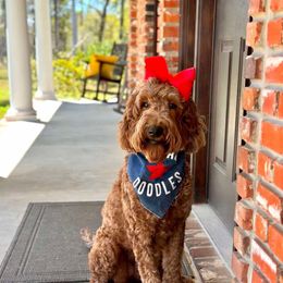 Charlie Rae - Goldendoodle