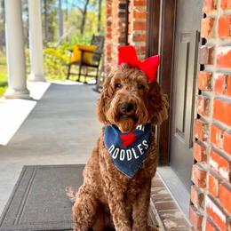 Charlie Rae - Goldendoodle