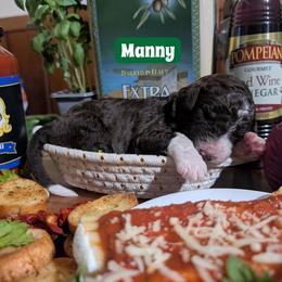 Manny - Brown and white male Sheepadoodle puppy in Berwick, Pennsylvania from Wright’s Wiggle Butts