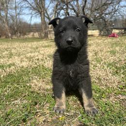 Missy - Bi-color female German Shepherd puppy in Milan, Illinois from Stonewick German Shepherds