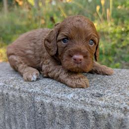 Rusty - Red male Cavapoo puppy in Coshocton, Ohio from Forever Family Puppies