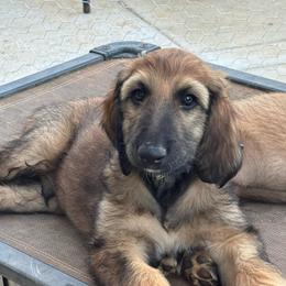 Prince William (Blue) - Red male Afghan Hound puppy in Cottonwood, California from California Royal Afghans