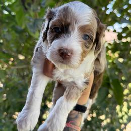 Sierra - Chocolate merle female Bernedoodle puppy in Horseshoe Bend, Idaho from Over the Moon Poodles and Doodles