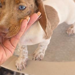 Rocky - Piebald male Dachshund puppy in Tucson, Arizona from Crowned Doxies