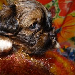 AKC MERLIN - Red gold male Lhasa Apso puppy in Fort Washington, Maryland from GyanGanj Lhasa Apso