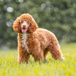 Prince - Poodle