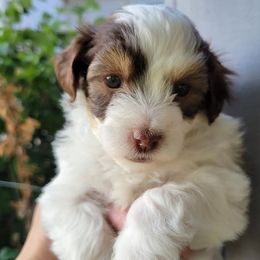 Aussiedoodles and Havapoos from Havaluv Puppies