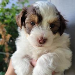 Aussiedoodles and Havapoos from Havaluv Puppies