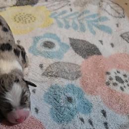 Australian Shepherd Puppies from Nicole Brinton