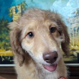 Vivienne - Sable female Aussiedoodle puppy in Grand Saline, Texas from Aussies Acre