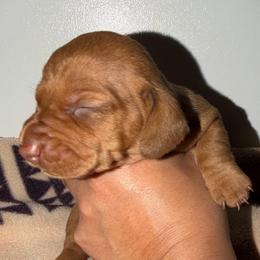 Sandy - Red female Dachshund puppy in Nuevo, California from Weenie Hut Jrs