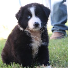 Andy - Black & white male Miniature Australian Shepherd puppy in Goliad, Texas from Sassy Lil Aussies and Diamond W Poodles