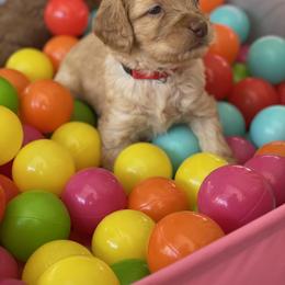 Australian Labradoodle Puppies from Pixie Doodle Paws