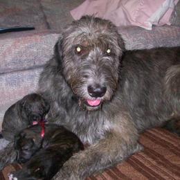 Irish Wolfhound Puppies from Ierne Irish Wolfhounds