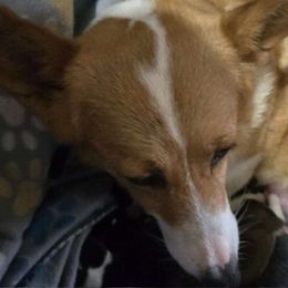 Stella - Pembroke Welsh Corgi