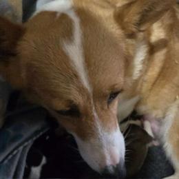 Stella - Pembroke Welsh Corgi