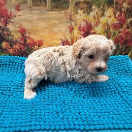 Dallas - Apricot male Maltipoo puppy in Lawrenceburg, Tennessee from LUV Poodles and Maltipoos