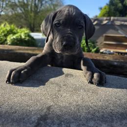 Great Dane Puppies from DeVine Danes