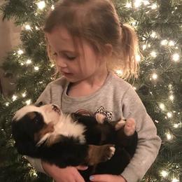 Bernese Mountain Dog Puppies from Purple Sage Puppies Bernese Mountain Dogs