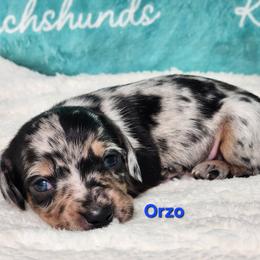 Orzo - Dapple male Dachshund puppy in Mount Sherman, Kentucky from Kaleidoscope Dachshunds and Whippets