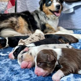 Miniature Australian Shepherd puppies from Iris’ Island Oasis