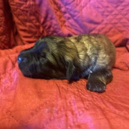 Fawn 1 - Fawn male Bouvier des Flandres puppy in Bethlehem, Connecticut from Bouviers Gate House