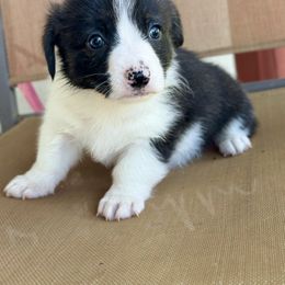American Corgi Puppies from 5H Corgis