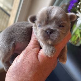 Misty - Silver female Shih Tzu puppy in Oak Hills, California from High Desert  Shih Tzu