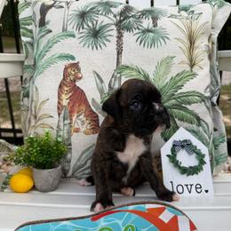 Hewitt - Brindle female Boxer puppy in Catawba, South Carolina from Happy Go Boxers