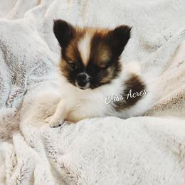 Tiny girl - Black and tan parti female Pomeranian puppy in Ponca City, Oklahoma from Bliss Acres Farm
