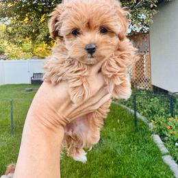 Kiwi - Apricot female Maltipoo puppy in Cedar Hills, Utah from Puppyzenn