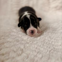 Male 2 - Black and tan male Pembroke Welsh Corgi puppy in La Porte City, Iowa from Cedar River Corgis