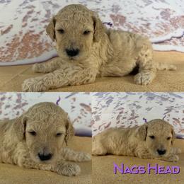 Nags Head - Cream female Poodle puppy in Swansboro, North Carolina from Monarch Standard Poodles