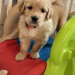 Golden Retriever Puppies from Millport Golden Retriever