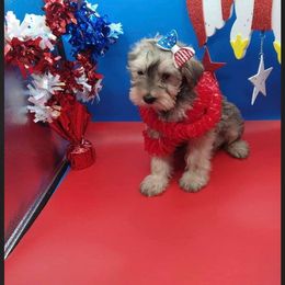 Companion Cross Puppies from Fancy SNORKIES
