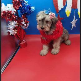 Companion Cross Puppies from Fancy SNORKIES