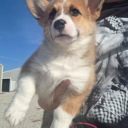 Red collar - Sable male American Corgi puppy in Odessa, Missouri from LOYAL T K9's CORGIS